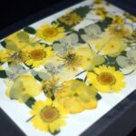 Fiori gialli pressati per gioielli e decorazioni