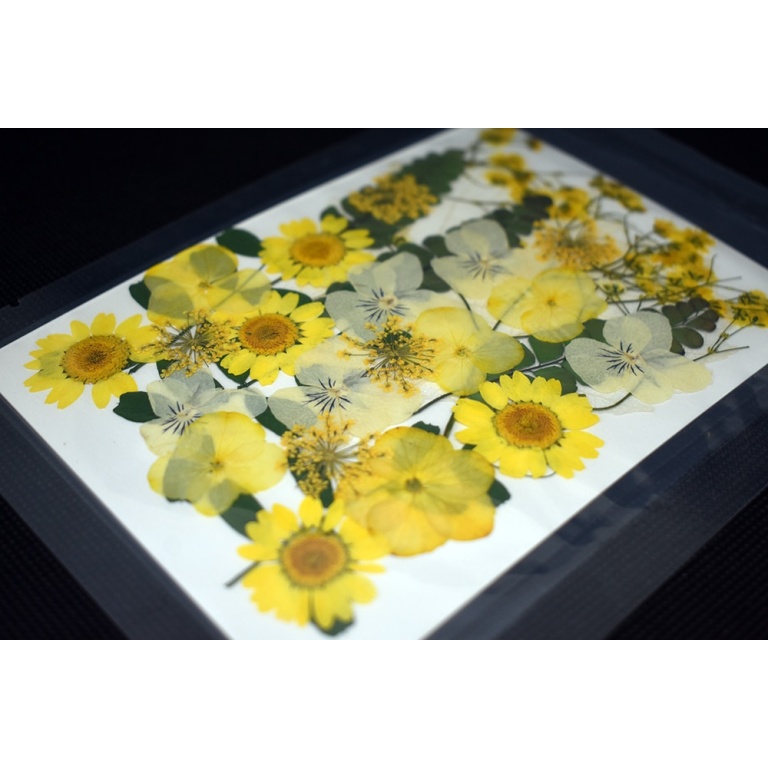 Fiori gialli pressati per gioielli e decorazioni