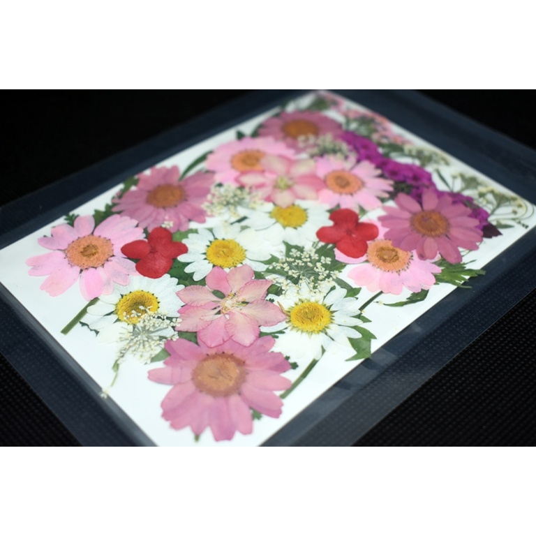 Fiori rosa pressati per gioielli e decorazioni