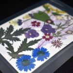 Fiori multicolor pressati per gioielli e decorazioni