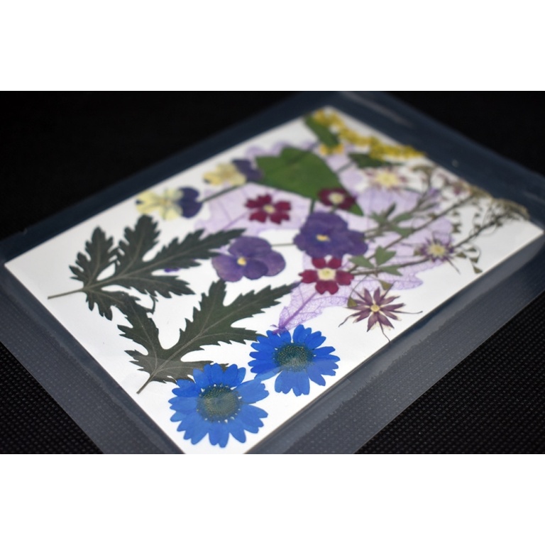 Fiori multicolor pressati per gioielli e decorazioni
